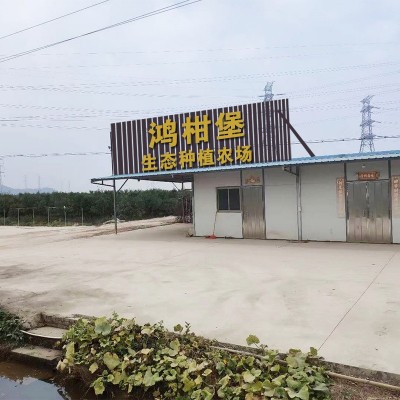 新会陈皮特产批发 橘子皮 厂家生晒老陈皮陈皮普洱陈皮干 1件图4