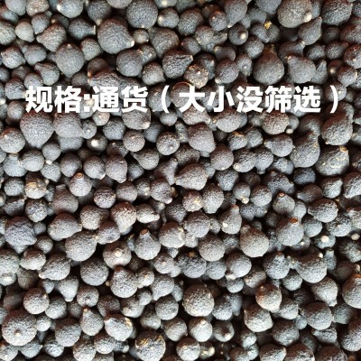 批发新会柑胎 小青柑陈皮果干 特产柑胎仔BB果小柑胎2022新茶 2件图3