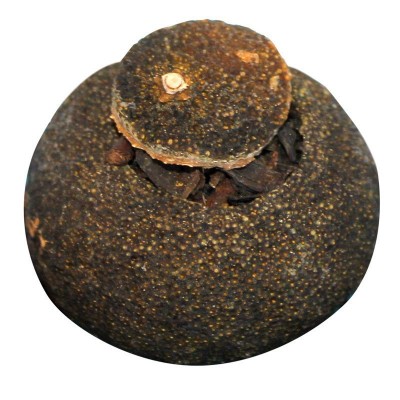 厂家现货小青柑黑茶 正宗陈香特级散装陕西特产泾阳茯茶送礼批发 1斤图5