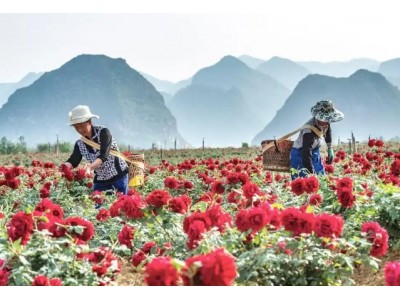云南丘北：玫瑰盛开花农采摘忙