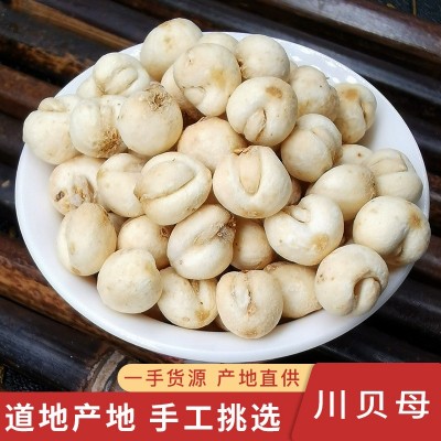 新货川贝母 厂家批发产地货源平贝母豆贝母 免费代磨粉大货代发 10斤