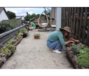 大理庭院“向往的生活”：除草浇花，自制石榴冰棍