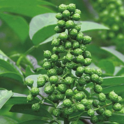 青麻椒批发无子藤椒炖肉炒菜青花椒特麻调料干货厨房青麻椒粒 1袋图3