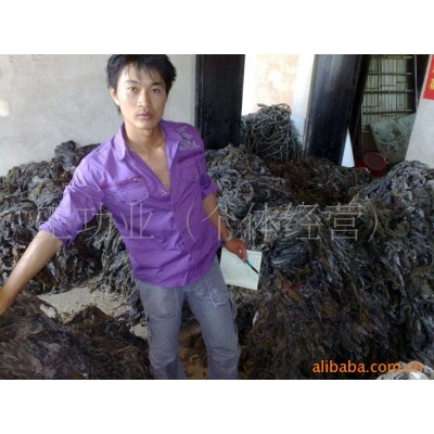 现货供应新货精装无沙晒干海带批发 挂菜 自产自销价格优惠 1吨图3