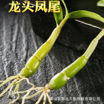 正品霍山米斛 龙头凤尾 霍山太平畈乡石斛批发 1克图4
