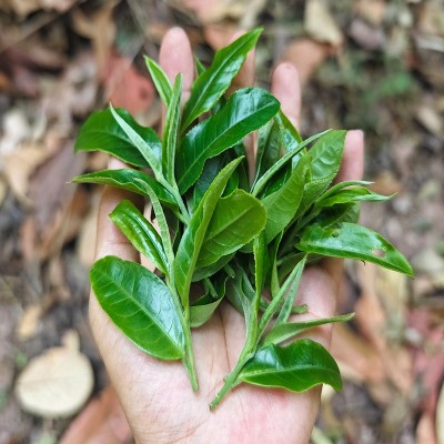 易武天门山茶叶2025头春易武核心产区古树茶易武天门山普洱茶生茶 1斤图4