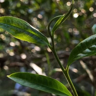 自产自销批发古树红茶现货仅20斤2022头春易武铜箐河高杆晒红茶叶 1斤图3
