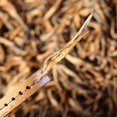 厂家批发云南功夫红茶凤庆滇红茶2025年春茶蜜香大金芽500g散茶 2斤图2