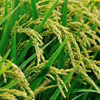 米妈粉爸万年贡米江西大米长粒口感软糯颗粒饱满农家长粒香大米 1千克图2