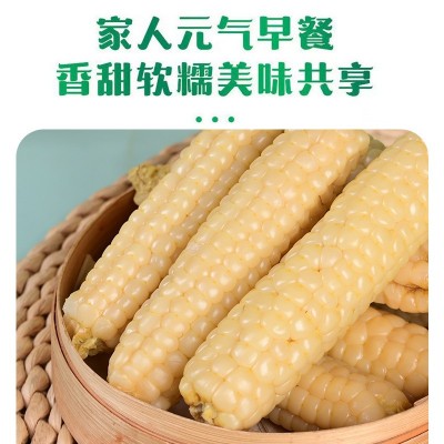 新玉米云南西双版纳拇指玉米新鲜白糯迷你手指玉米儿童早餐代发 1千克图5