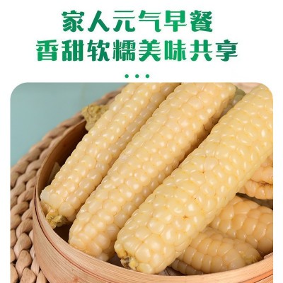 新玉米云南西双版纳拇指玉米新鲜白糯迷你手指玉米儿童早餐代发 1千克图2