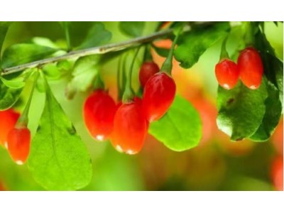 枸杞这样吃无效？谷医堂药食同源新吃法！​​