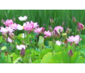夏花荷韵2017 腾冲的荷花最养眼！