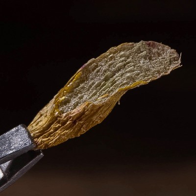 铁皮石斛片 铁皮石斛枫斗 胶质多化渣 浙江雁荡山 广州清平实体 2斤图4