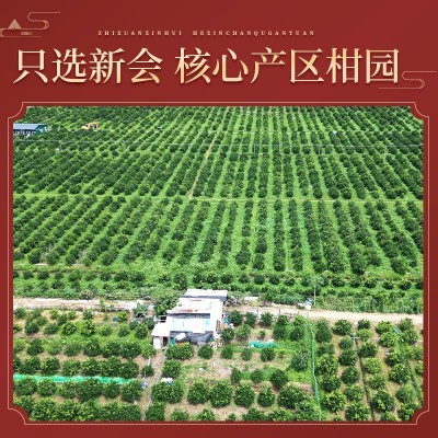 2023年正宗新会陈皮大红皮原产地自然生晒陈皮干陈化老陈皮批发 1件图3