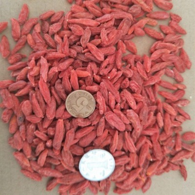 佑康泰枸杞子500g/袋新货枸杞子宁夏正宗枸杞子泡茶泡酒源头批发 1袋图4