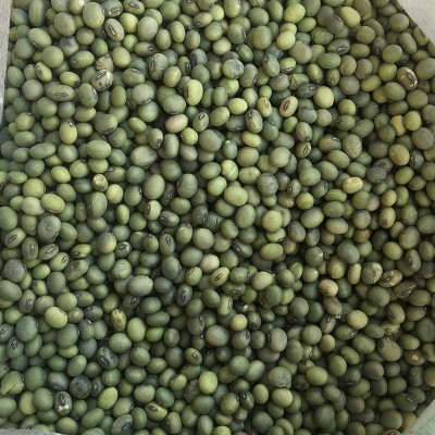 现货批发东北农家青豆 小粒青豆散装五谷杂粮小青皮豆1斤豆子 2件图3