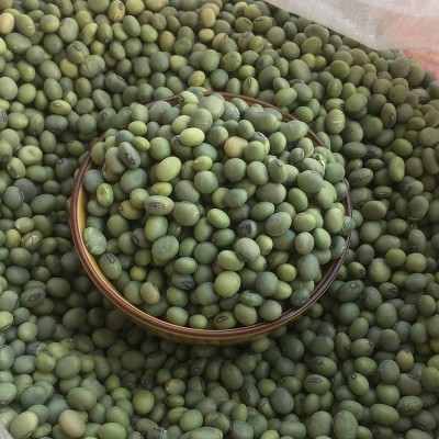 现货批发东北农家青豆 小粒青豆散装五谷杂粮小青皮豆1斤豆子 2件图4