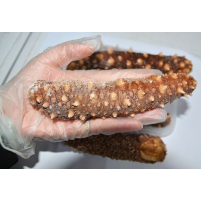 批发供应大量现货即食美国加州红刺参野生冰鲜熟酒店直供500g红参 2件图2