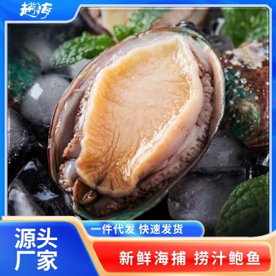 厂家直供海捕野生零添加带壳深海大鲍鱼餐饮供应8头大鲍鱼 2箱