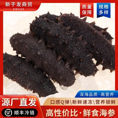 海参大连野生即食海参深海新鲜冷冻水产辽参刺参单只包装批发 10包