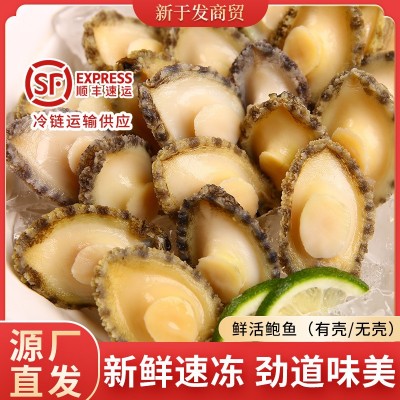 批发新鲜鲍鱼肉带壳冷冻大鲍鱼海鲜水产商用小鲍鱼加热即食捞汁饭  2斤
