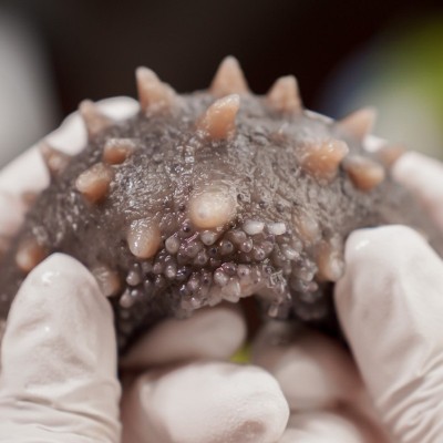 深海底播大连海参9~12头高压即食独立包装参体饱满可代发营养鲜食 1件图3