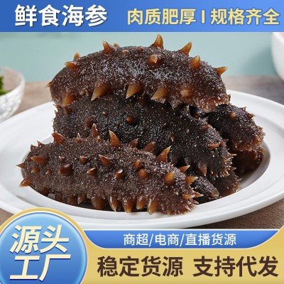 大连即食海参深海海域辽刺参海生刺参鲜活海参礼盒装海参顺丰包邮 1件