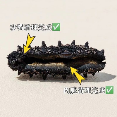 大连淡干海参50g刺参水产干货批发厂家野生辽参礼盒装开口海参 1件图2