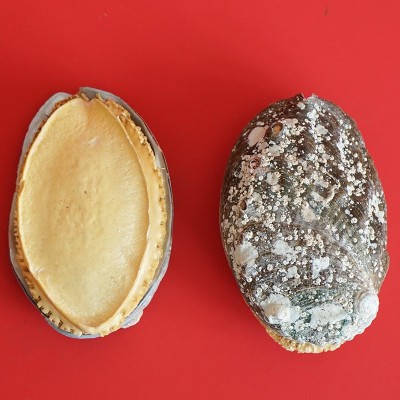 冻干鲍鱼海参工厂批发电商直播代发鲍鱼干货批发冻干鲍鱼礼盒装 20件图4