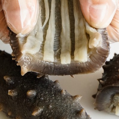 源头工厂直营大连鲜食海参批发刺参鲜食海参大连即食海参批发 2件图3