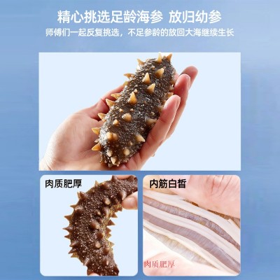 大连海参批发即食500g非干货鲜活鲜食老人营养滋补礼盒海洋 1盒图3