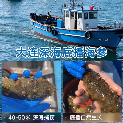 大连海参批发即食500g非干货鲜活鲜食老人营养滋补礼盒海洋 1盒图2
