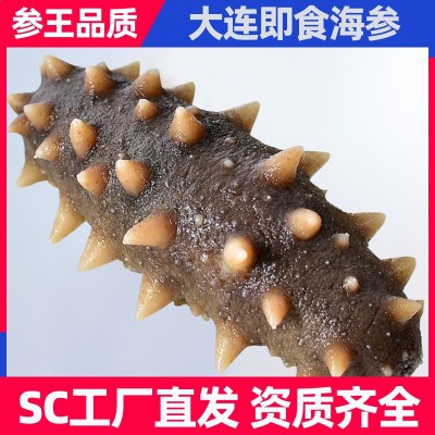 大连海参批发即食500g非干货鲜活鲜食老人营养滋补礼盒海洋 1盒
