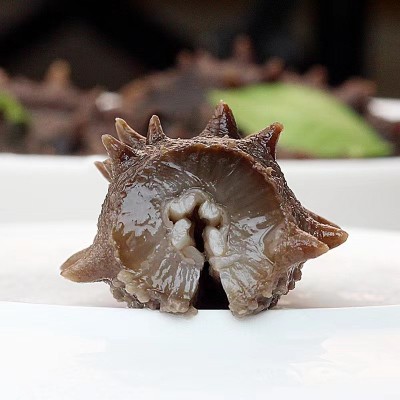 大连鲜活鲜食辽参刺参即食免泡发海参源头工厂批发非淡干野生辽参 2盒图5