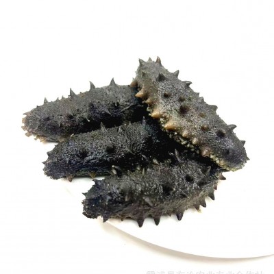 2025年刺参拉缸盐半干海参肉厚养殖大户直销自产自销高密度 2盒