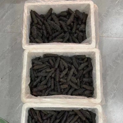 2025年刺参拉缸盐半干海参肉厚养殖大户直销自产自销高密度 2盒图4