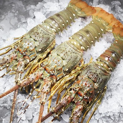 【单只装】野生龙虾小青龙虾鲜活冷冻花龙新鲜大青龙波龙海鲜批 2斤图2