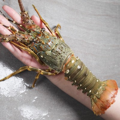 【单只装】野生龙虾小青龙虾鲜活冷冻花龙新鲜大青龙波龙海鲜批 2斤图4