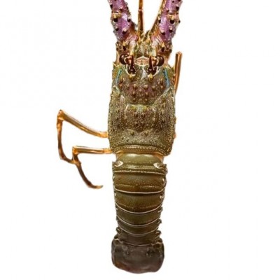 【单只装】野生龙虾小青龙虾鲜活冷冻花龙新鲜大青龙波龙海鲜批 2斤图5