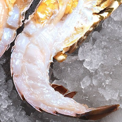 【单只装】野生龙虾小青龙虾鲜活冷冻花龙新鲜大青龙波龙海鲜批 2斤图3