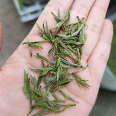 年新茶 白茶毛峰型 凤型白茶珍稀白茶高山白茶首发松阳县 50g图4