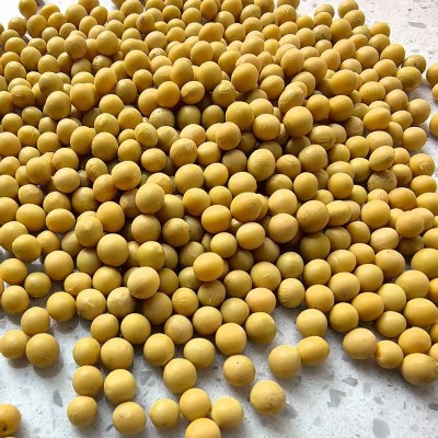 批发东北大豆蛋白含量40%非转基因黄豆健身营养五谷杂粮100斤豆类 1件图2