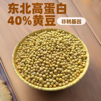 批发东北大豆蛋白含量40%非转基因黄豆健身营养五谷杂粮100斤豆类 1件