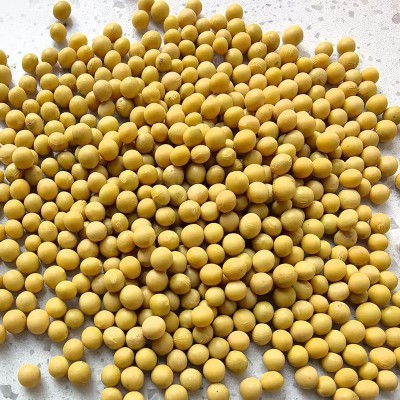 批发东北大豆蛋白含量40%非转基因黄豆健身营养五谷杂粮100斤豆类 1件图4