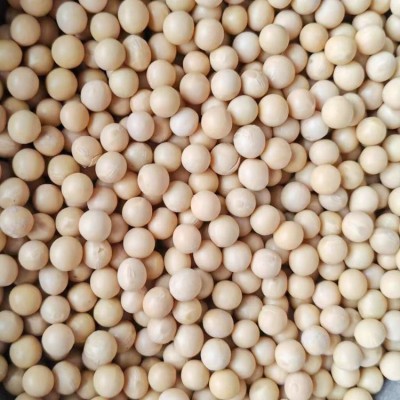 至盈黄金豆新粮现货批发东北大豆非转基因酱油专用黄豆100斤商用 1件图3