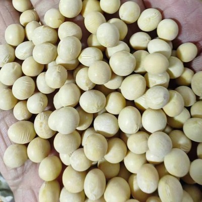 至盈黄金豆新粮现货批发东北大豆非转基因酱油专用黄豆100斤商用 1件图4