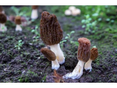 羊肚菌的种植方法