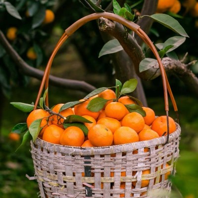 浙江临海正宗涌泉蜜桔新鲜水果黄岩橘子现摘现发10斤礼盒 1箱图3