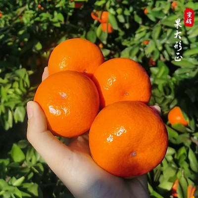 临海涌泉蜜桔无籽蜜橘新鲜橘子当季水果整箱现摘10斤浙江黄岩桔子 1箱图3